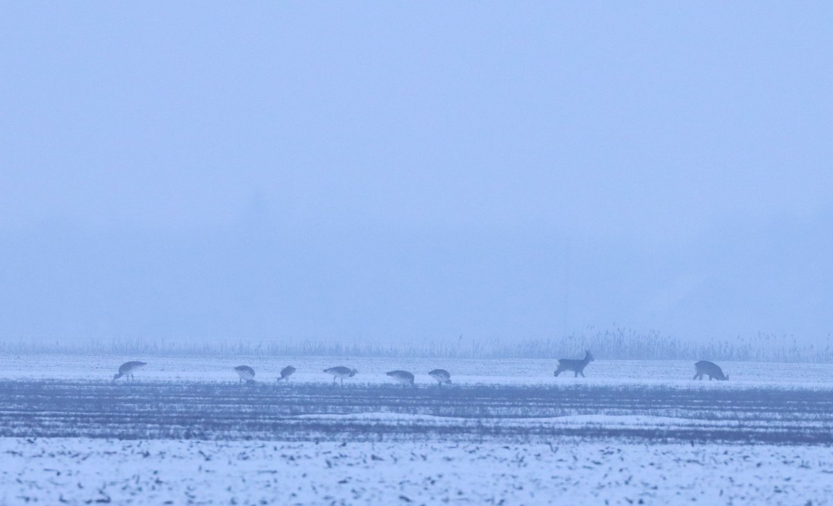 Túzokok a téli pusztán