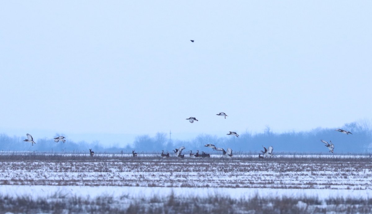 Túzokok a téli pusztán