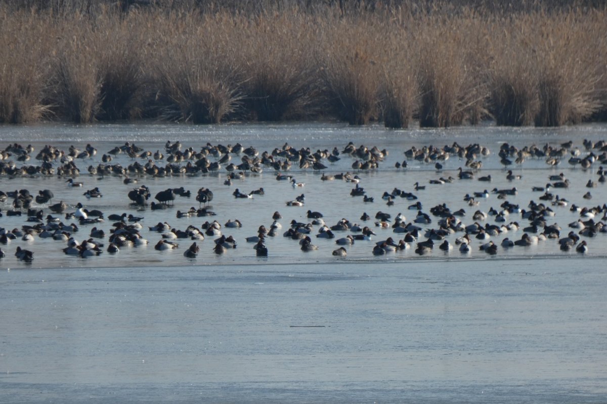 vegyes récecsapat a halastavon