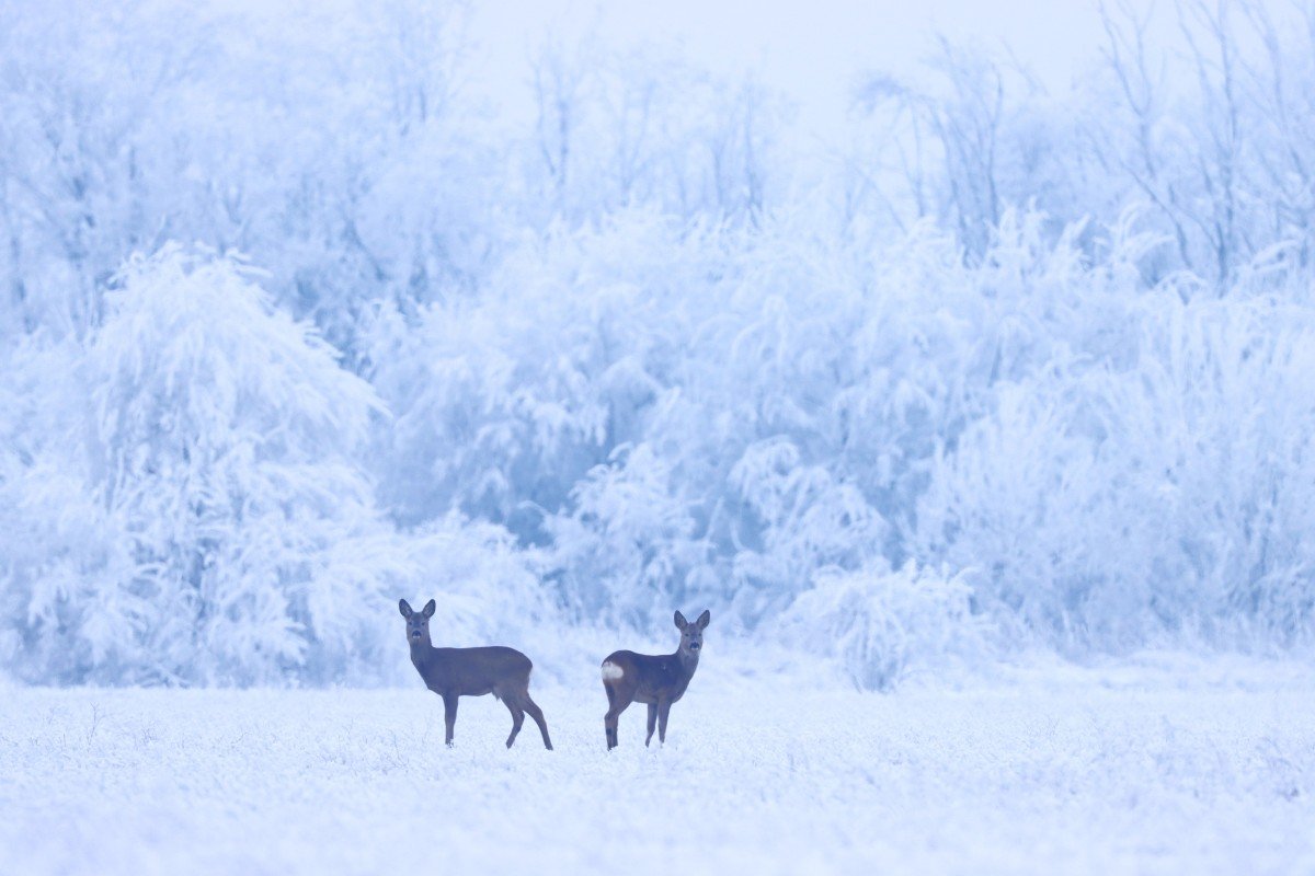 Őzek a téli tájban