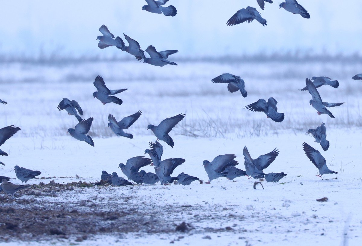 őzek kaparásnyomában táplálkozó kék galambok