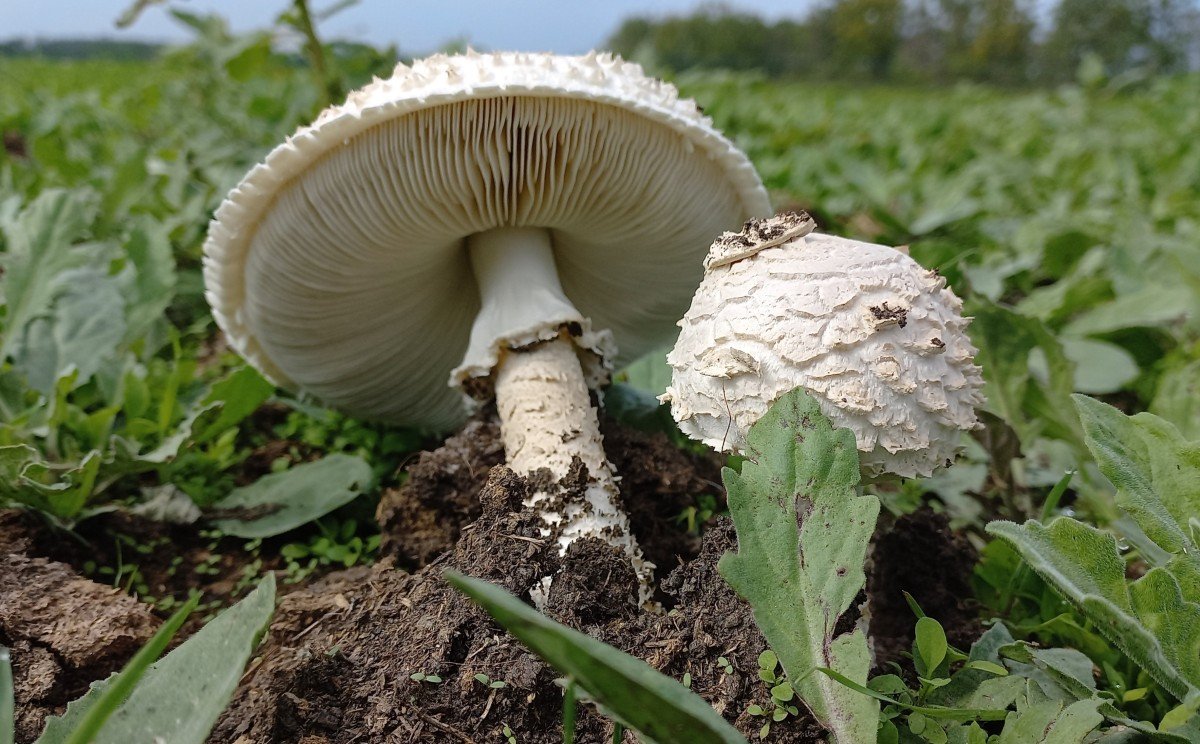 Őzlábgalócák a Maros-ártéren