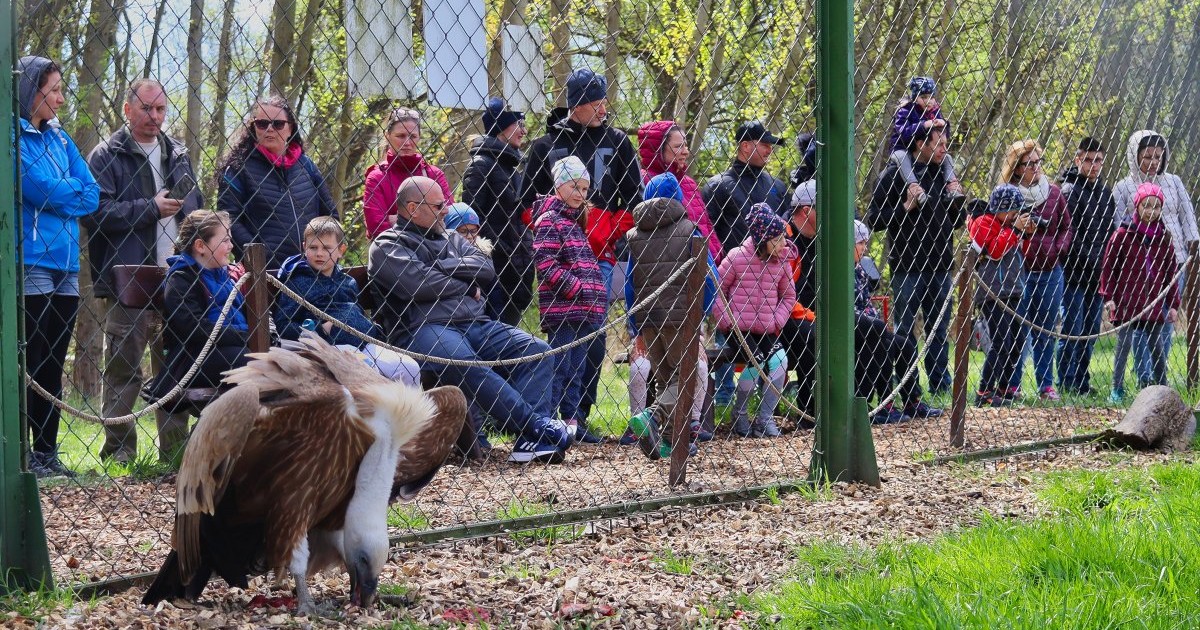 Ilyen lesz a Körösvölgyi Állatpark éves programkínálata | Körös-Maros  Nemzeti Park